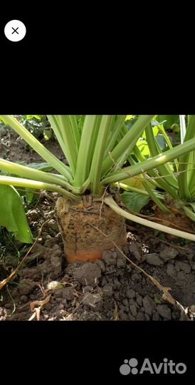 Свекла кормовая эккендорфская