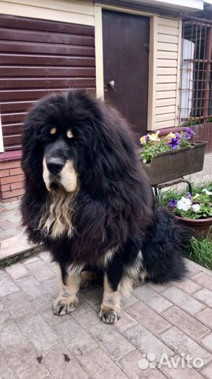 Тибетский мастиф вязка