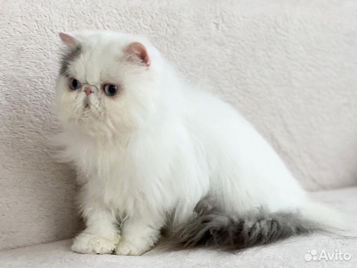Персидский котик