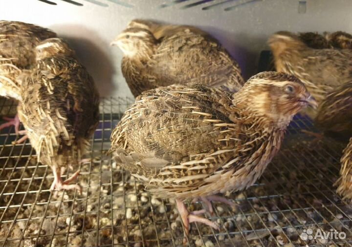 Перепела суточные