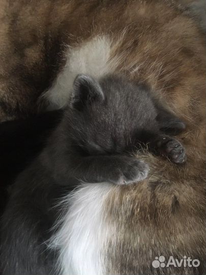 Кошки бесплатно