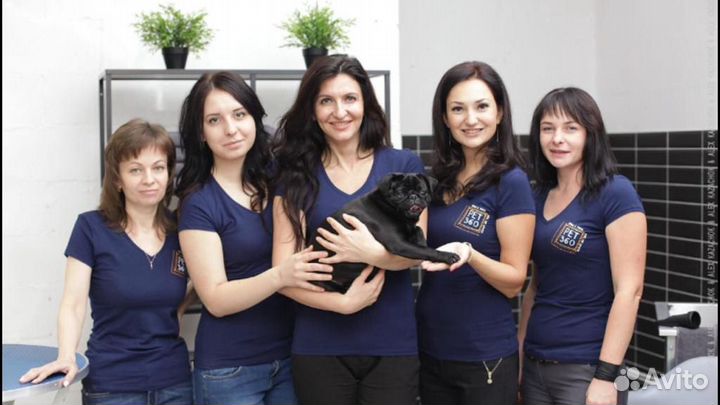 Продажа сети SPA зооотелей