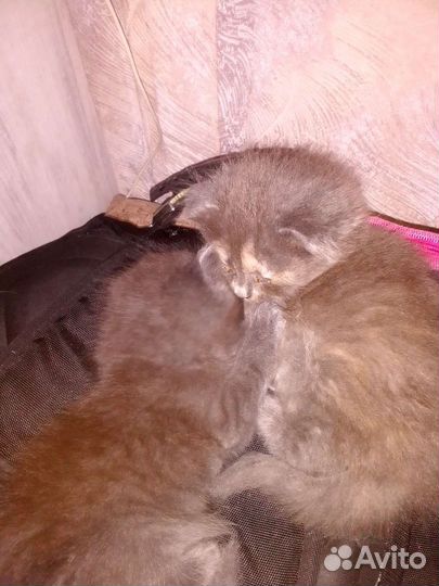 Кошки в добрые руки бесплатно