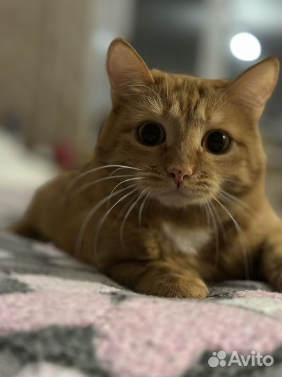 Отдам кошечку