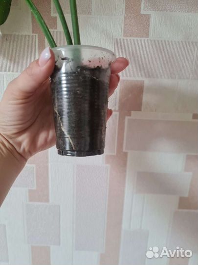 Сингониум австралия