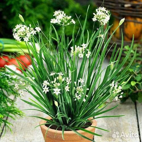 Ароматные расстения в саду и дома