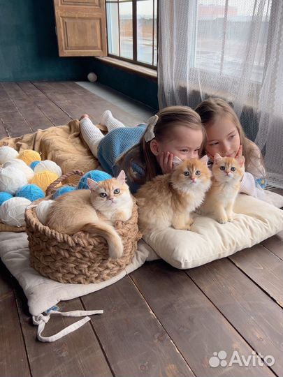 Фотосессии с котятами из питомника