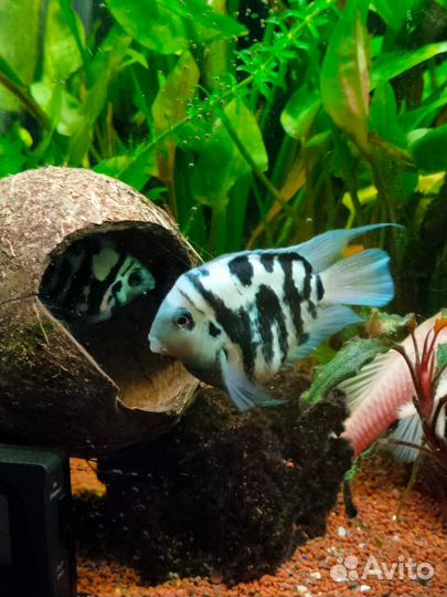 Рыбка сапфировый попугай, пара