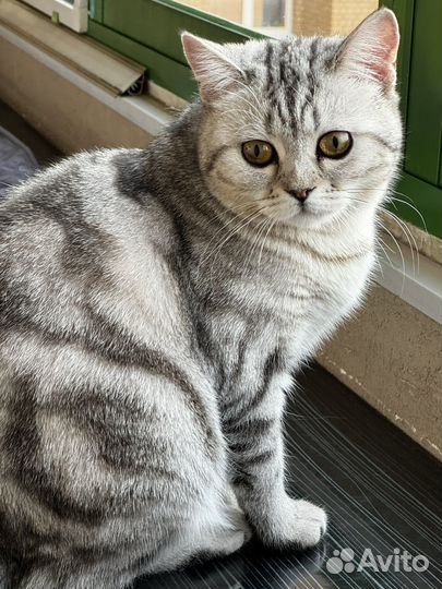 Британская кошка