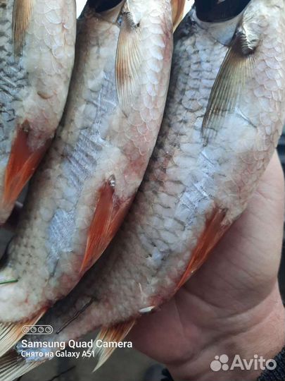 Таран вяленная