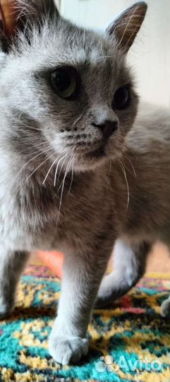 Отдам кошечку