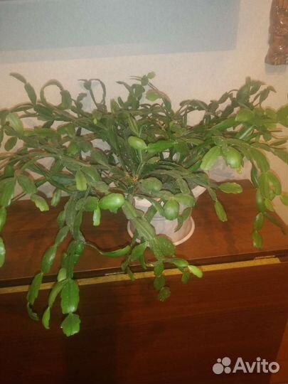 Цветок декабрист