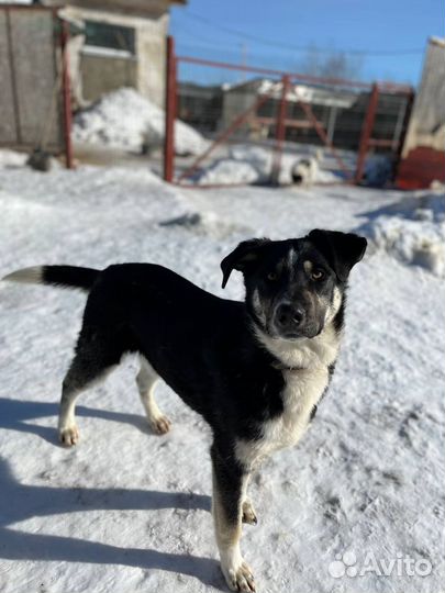 Сникерс ктивный пес в поисках дома