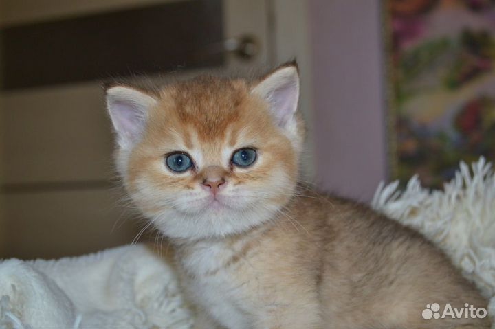 Британский золотой кот