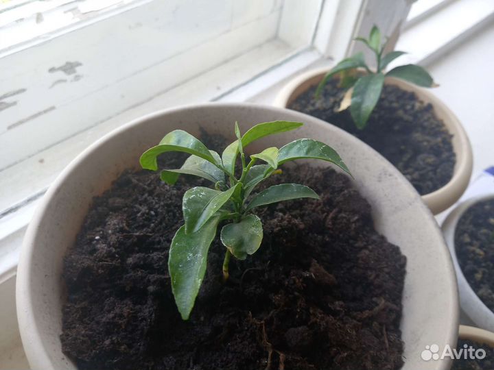 Мандарин. Ростки