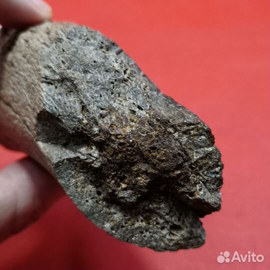 Кость плезиозавра, 95-97 млн лет