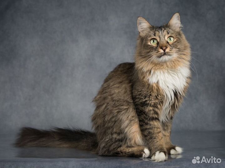 Кот Капитан Джек Воробей - ласковый сибиряк