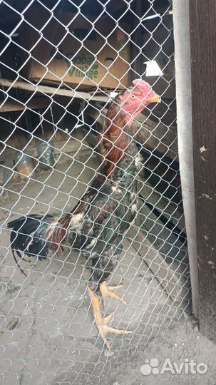 Бойцовые петухи