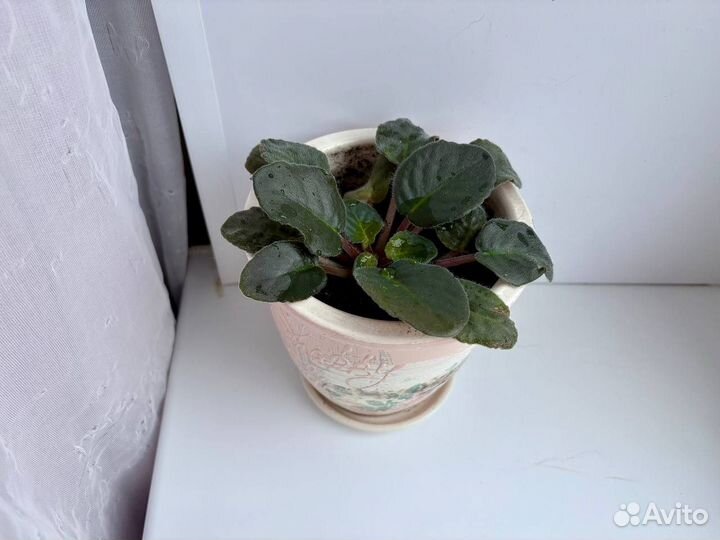 Фиалка сенполия в керамическом горшке