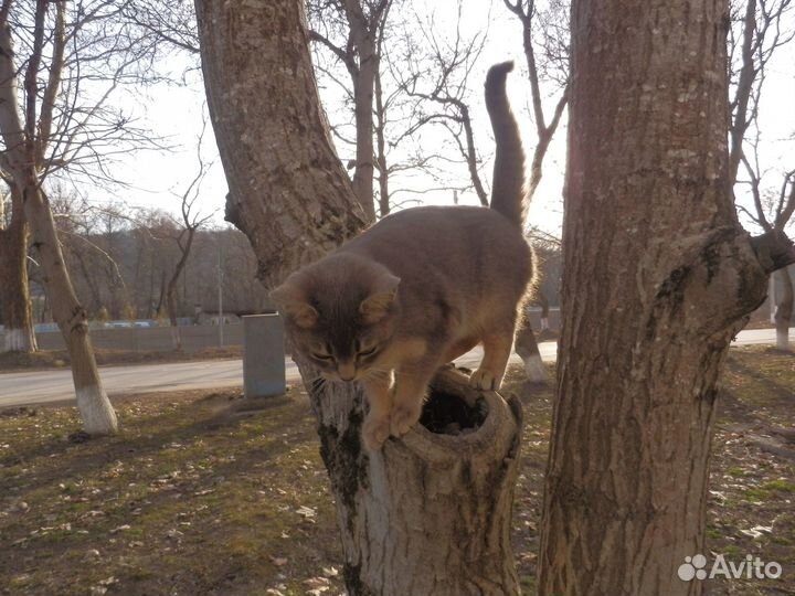 Отдам в добрые руки русскую голубую