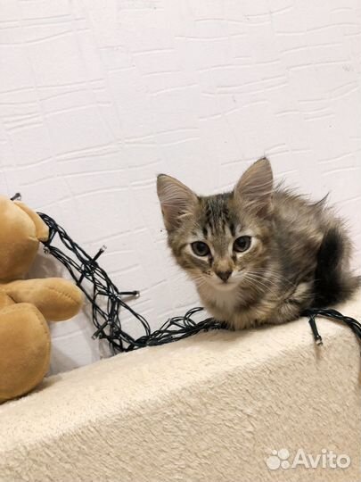 Отдам в добрые руки маленькую кошечку