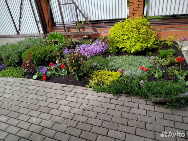 Саженцы спиреи, многолетние кустарники