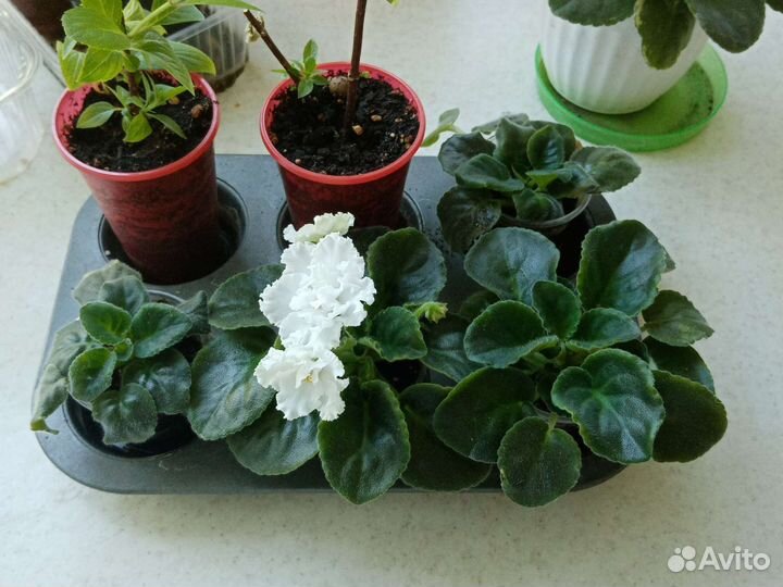 Фиалка белая цветущая