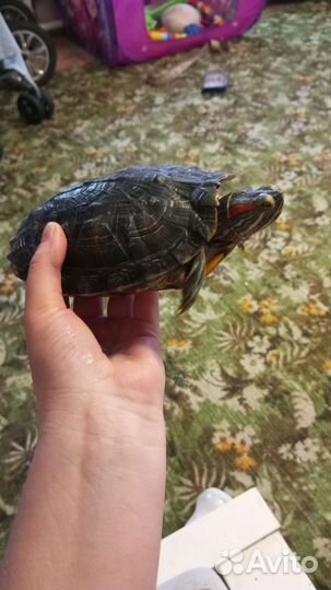Красноухая черепаха бесплатно