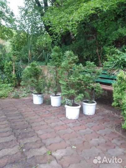 Туя западная смарагд