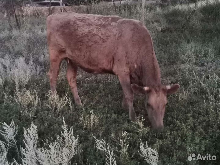 Телка стельная дойная