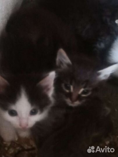 Котята