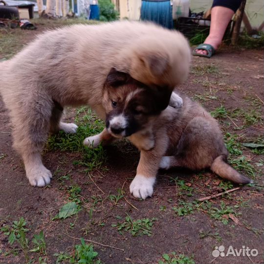 Собака в добрые руки отдам бесплатно