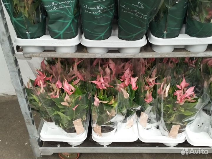 Антуриум разные сорта