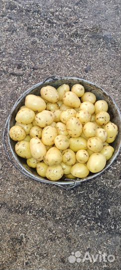 Картофель мелкий (семенной)