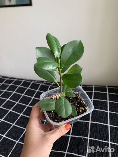 Фикус мокламе