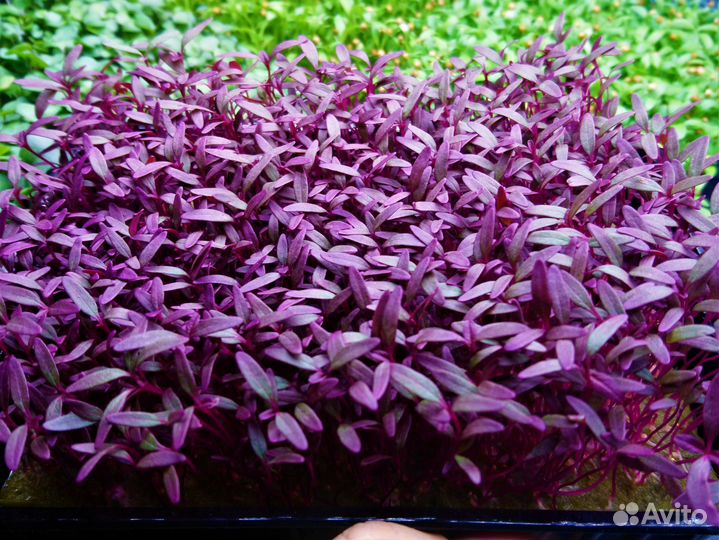 Микрозелень