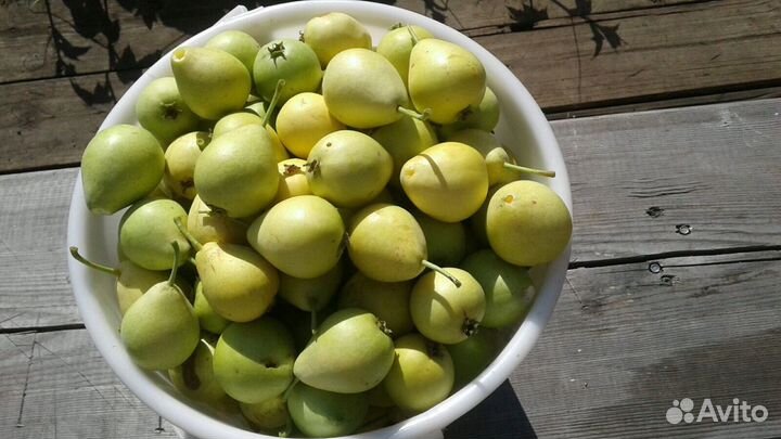 Груша