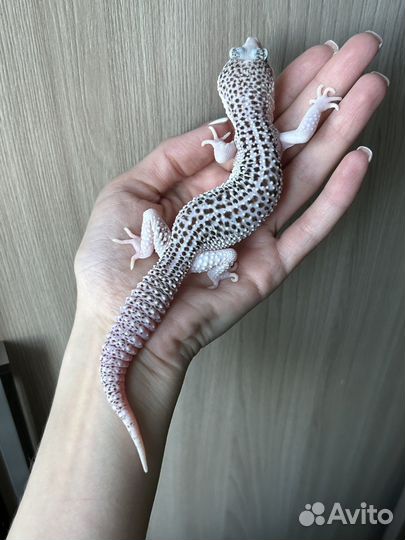 Эублефар Total Eclipse White Face