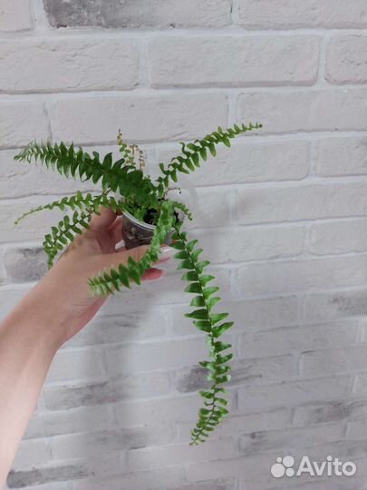 Аглаонема, кротон тамара, Строманта, папоротник