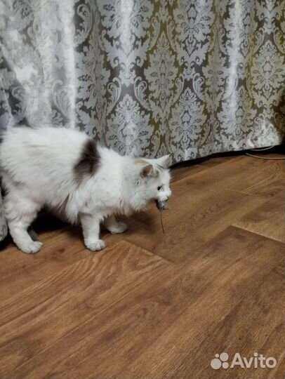 Отдам кошечку