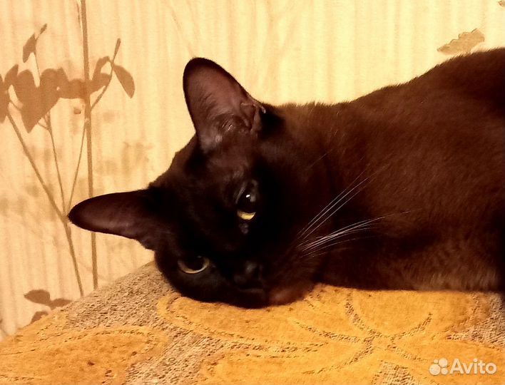 Бурманская