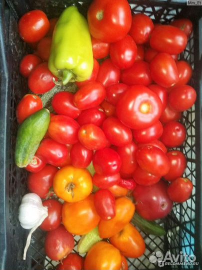 Помидоры домашние