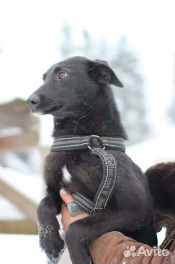 Милая девочка ищет дом