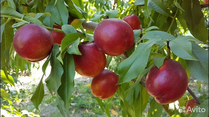 Саженцы Нектарин сорт Рубиновый 4