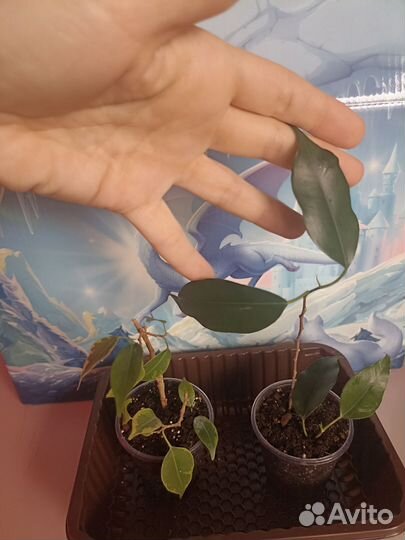 Фикус Бендж.(Эстер,Даниель, Кинки),Эластика Мелани