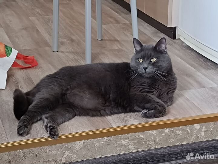 Коты в добрые руки