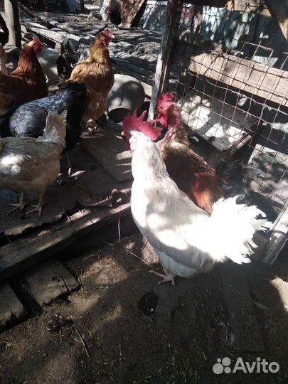 Продать петухов