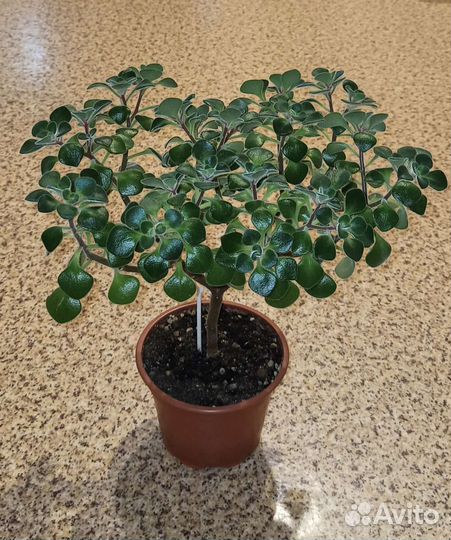 Аихризон, Пеперомия Прострата