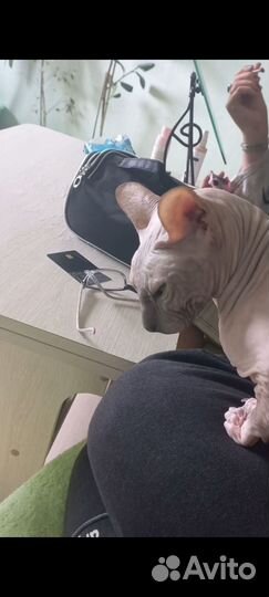 Египетская кошка