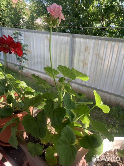 Пеларгония герань